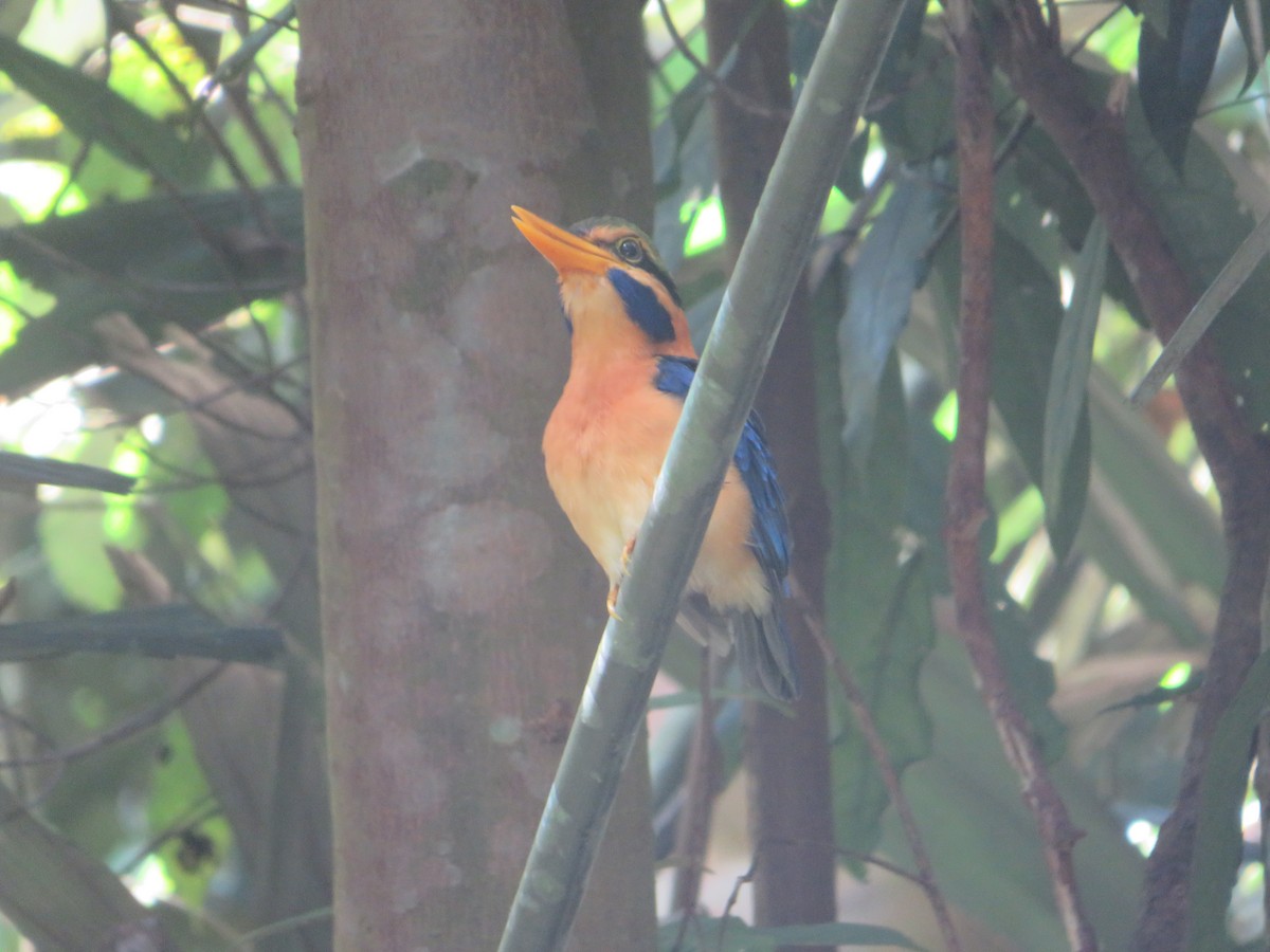 Rufous-collared Kingfisher - ML623790041