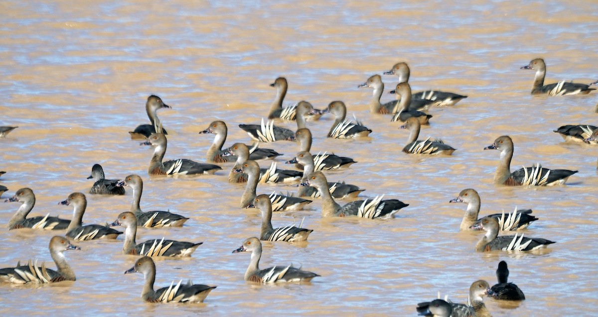 Plumed Whistling-Duck - ML623790104