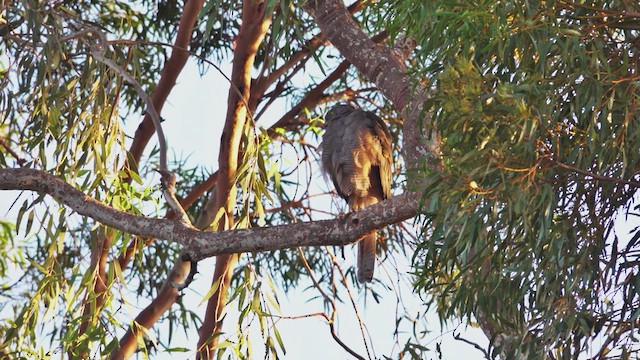 Brown Goshawk - ML623790122
