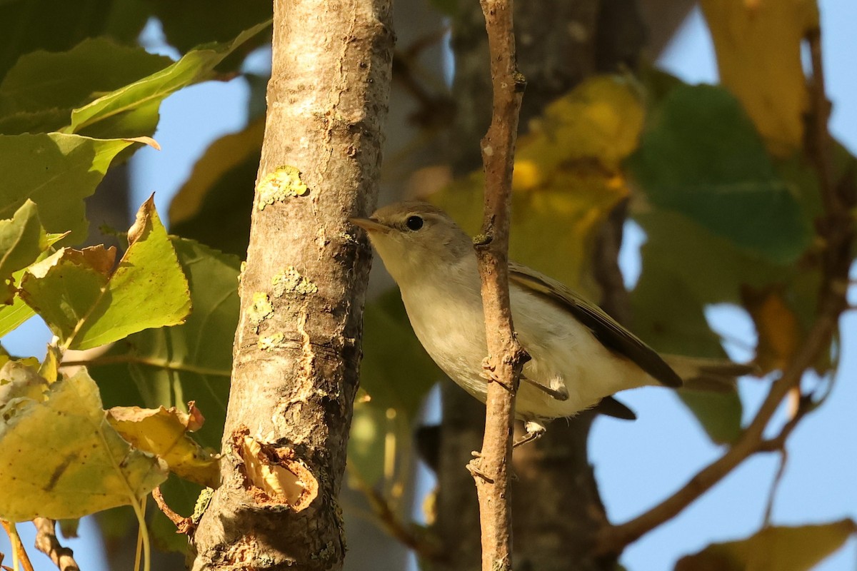 Western Bonelli's Warbler - ML623790125