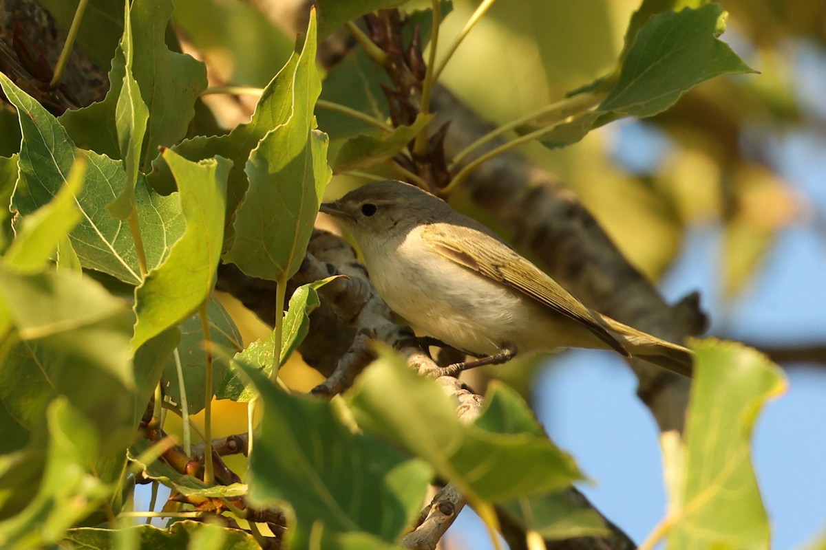 Western Bonelli's Warbler - ML623790126