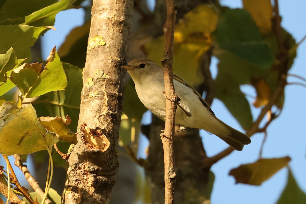 Western Bonelli's Warbler - ML623790127