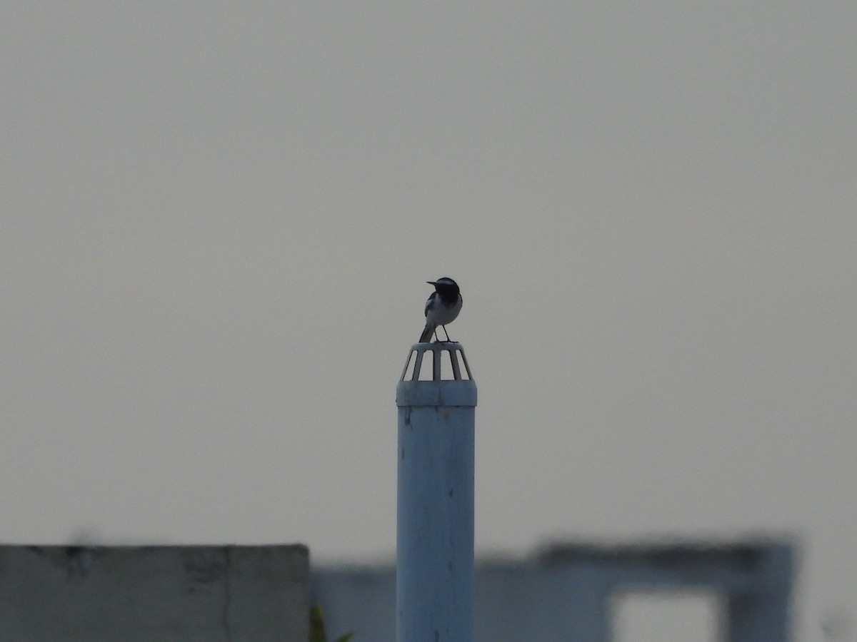 White-browed Wagtail - ML623790135