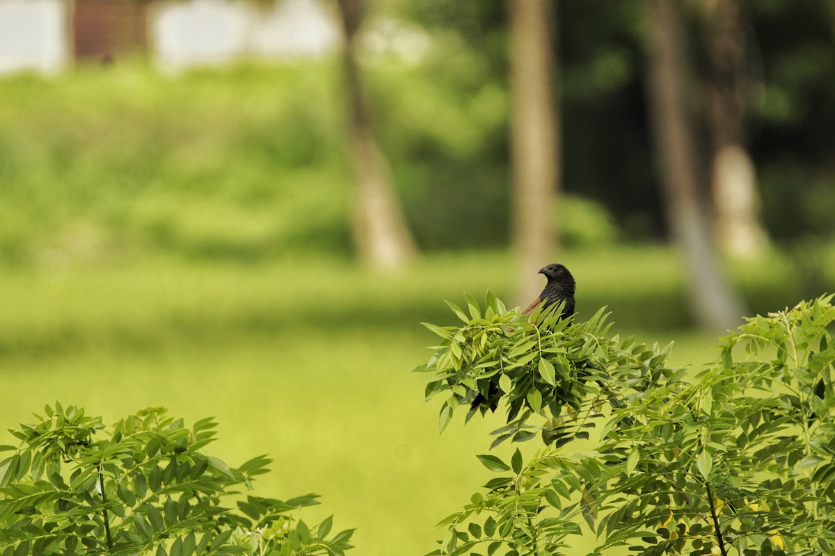 Lesser Coucal - ML623790137