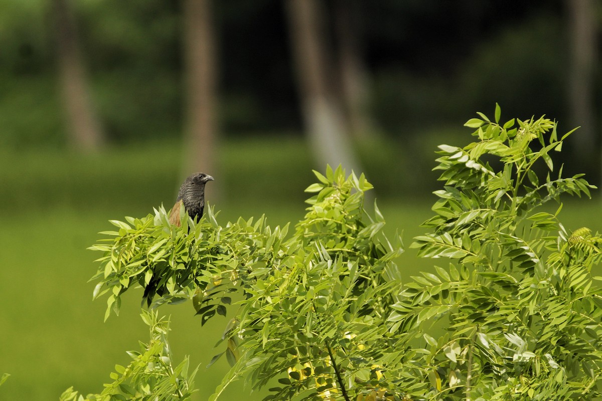 Lesser Coucal - ML623790138