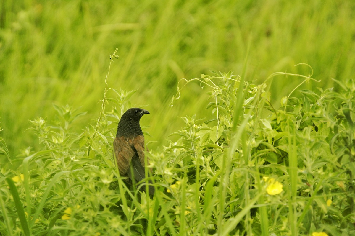 Lesser Coucal - ML623790139