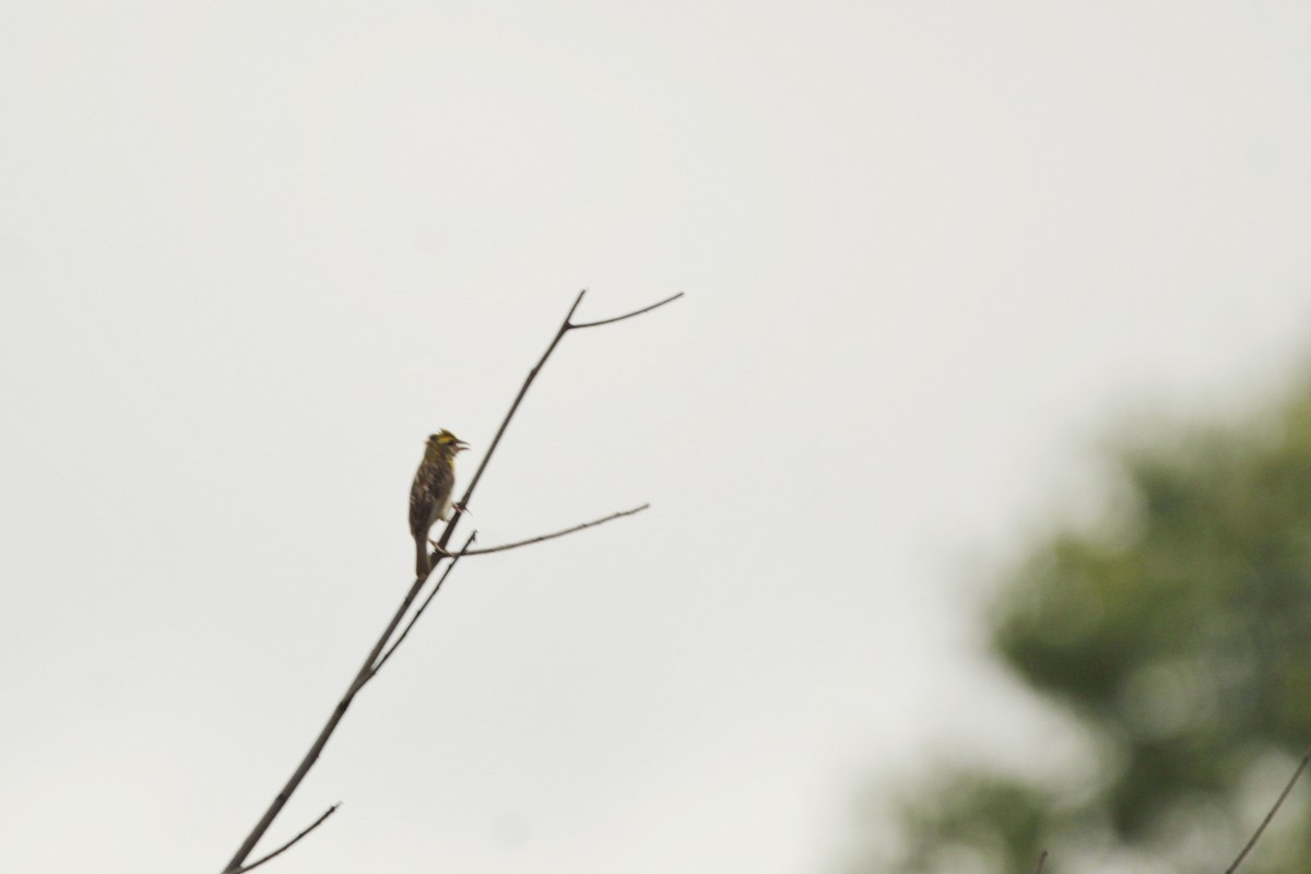 Streaked Weaver - ML623790140