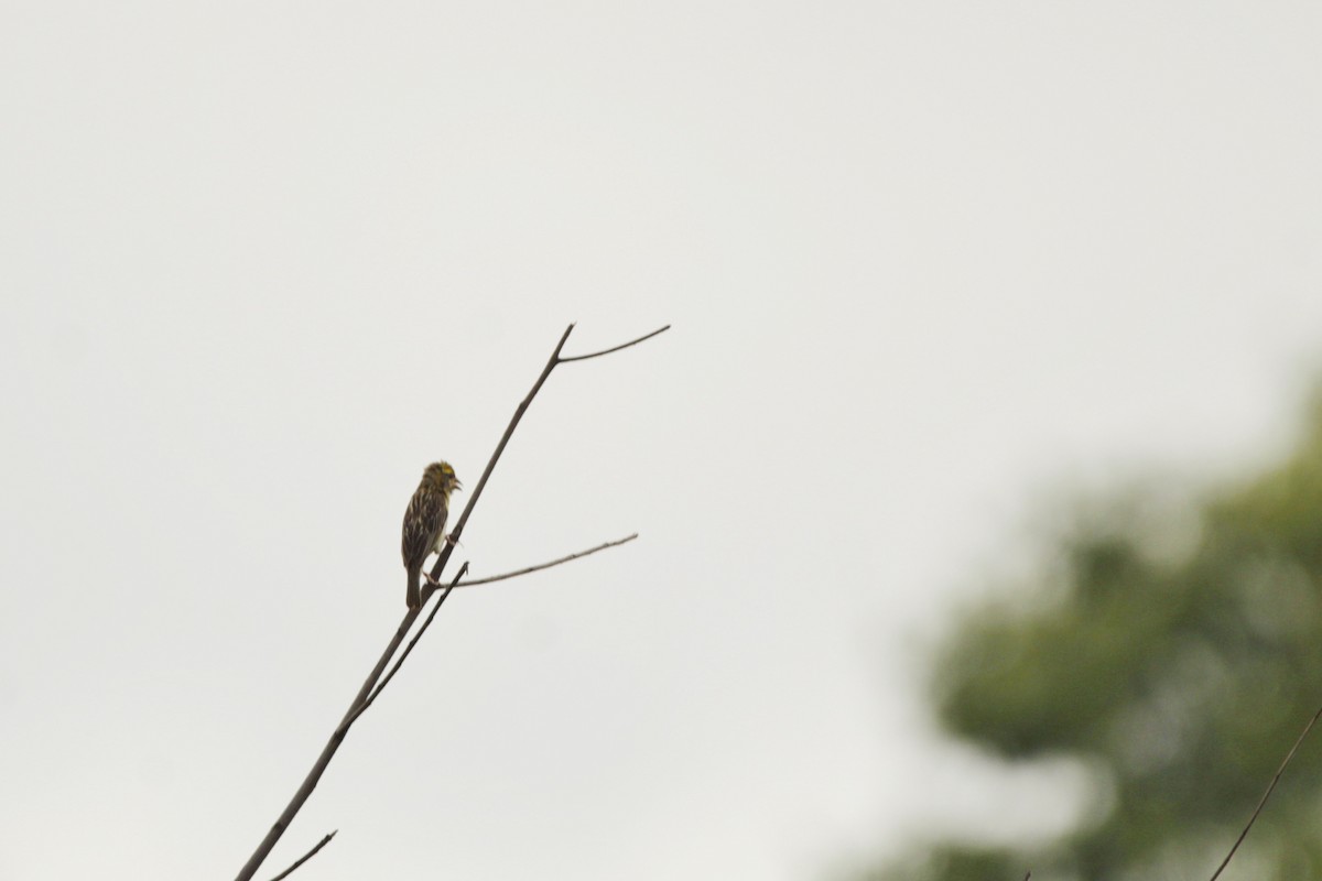 Streaked Weaver - ML623790141