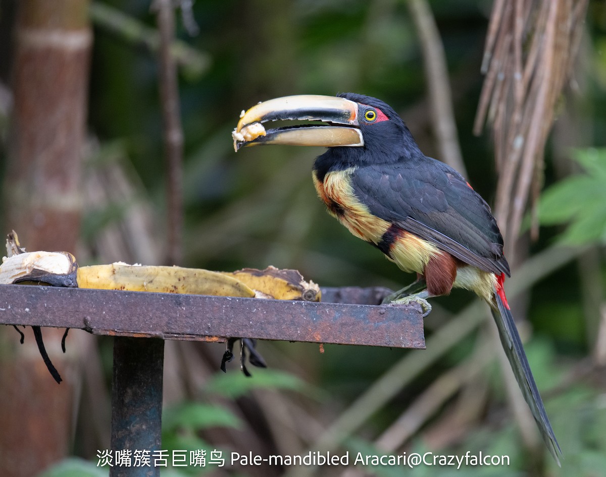 Collared Aracari (Pale-mandibled) - ML623790196