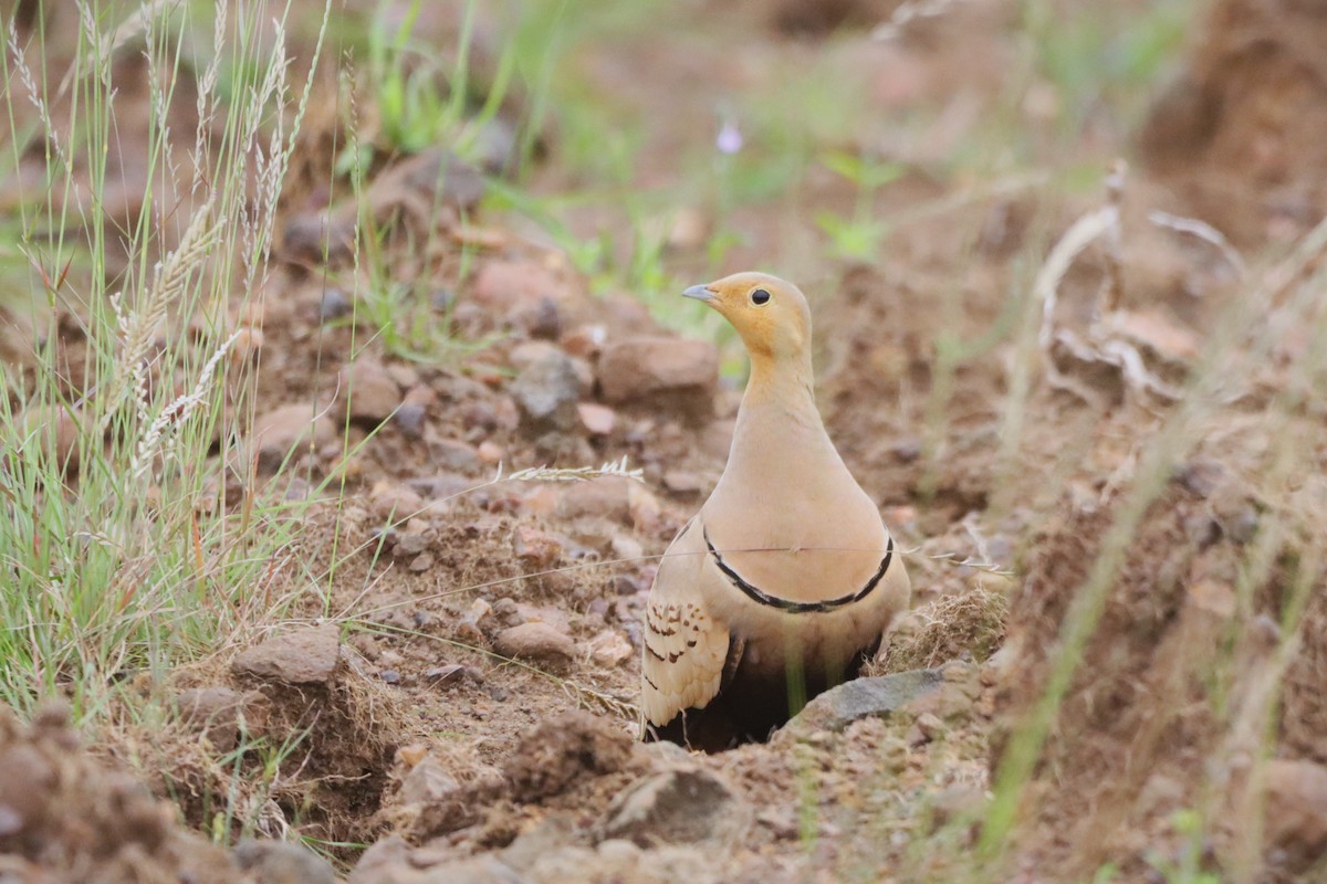 Chestnut-bellied Sandgrouse - ML623790219