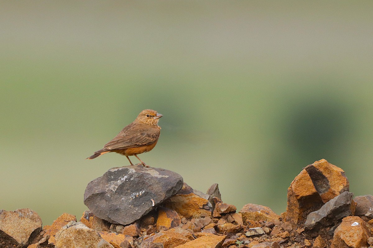 Rufous-tailed Lark - ML623790223