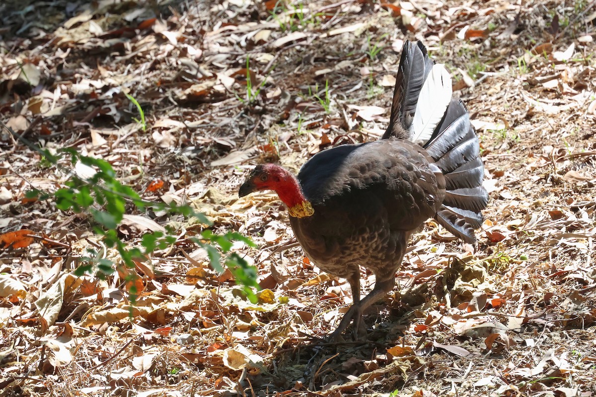 Australian Brushturkey - ML623790353