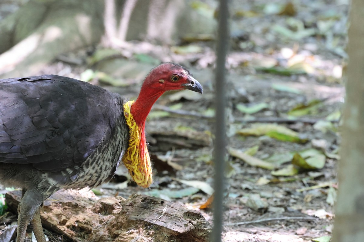 Australian Brushturkey - ML623790355