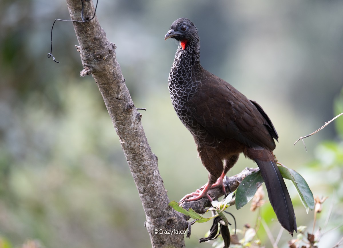 Andean Guan - ML623790364