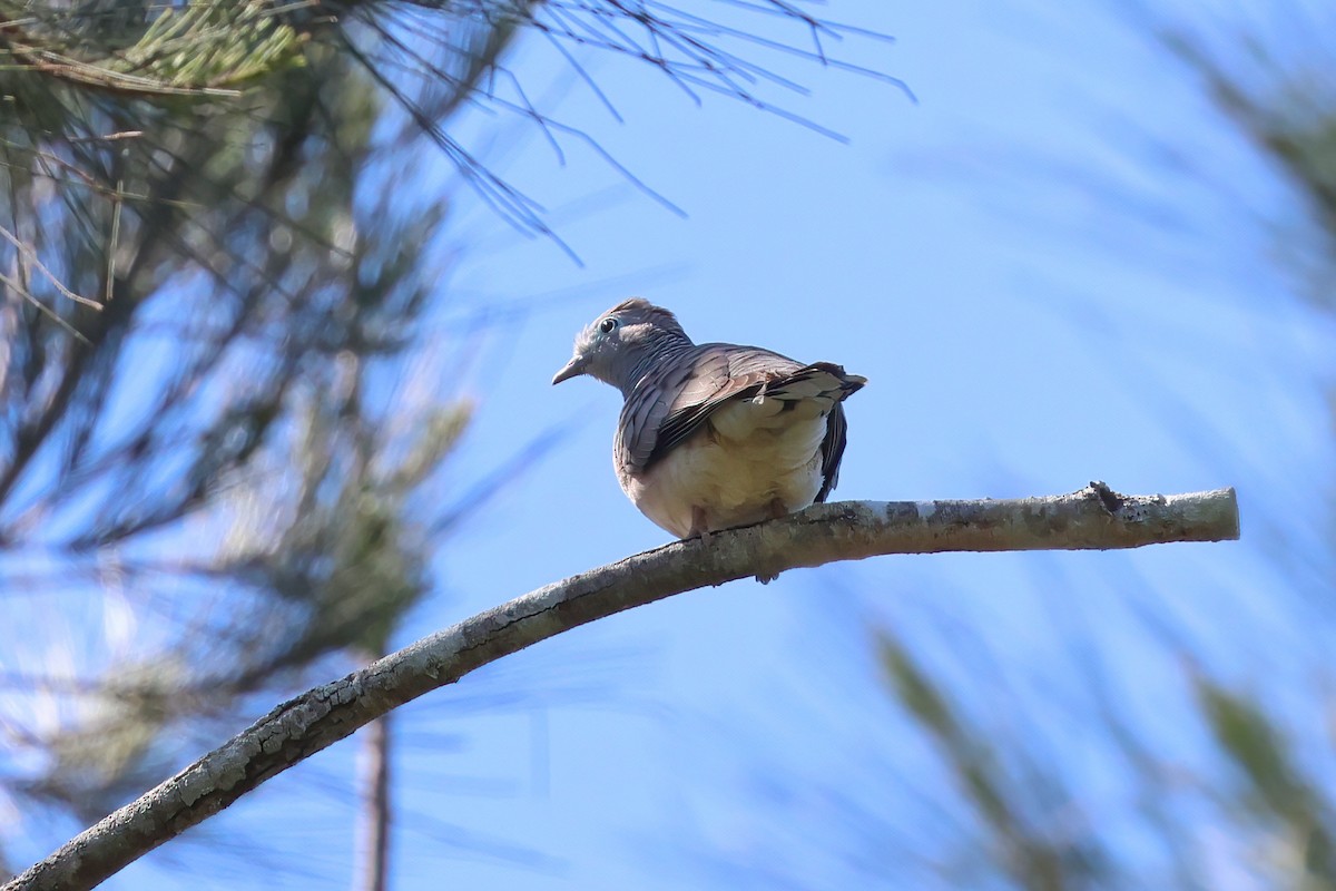 Peaceful Dove - ML623790366