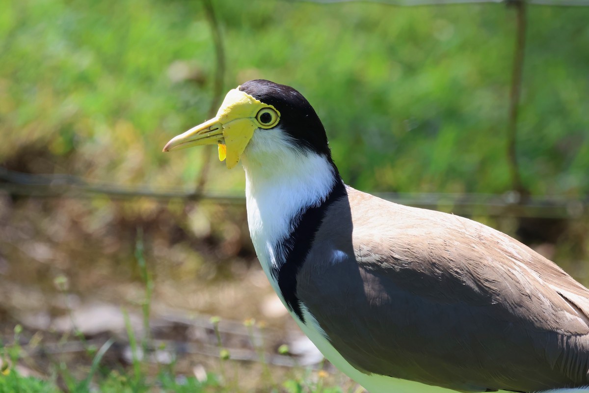 Masked Lapwing - ML623790373