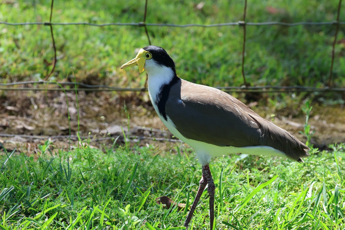 Masked Lapwing - ML623790384