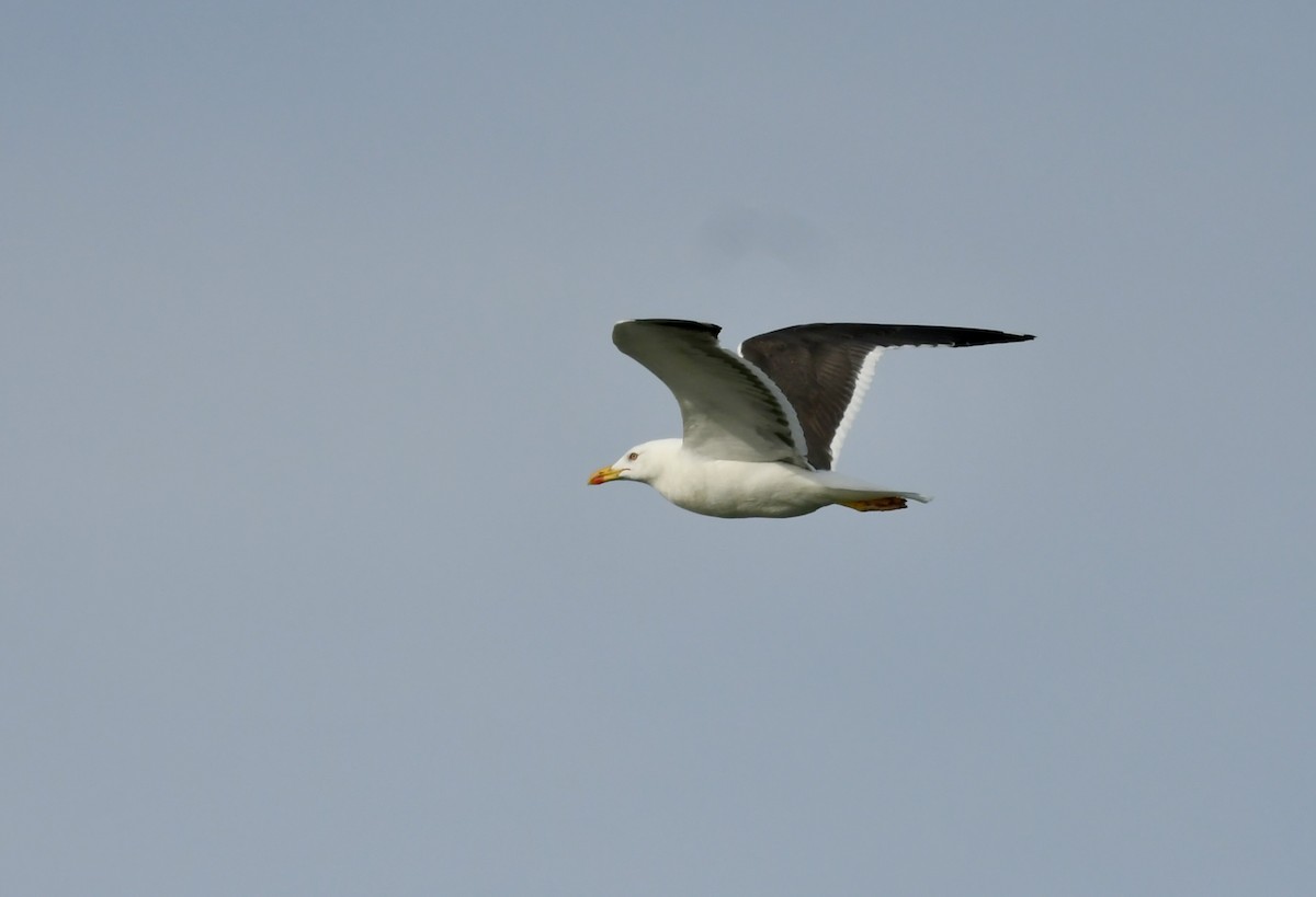 Gaviota Sombría - ML623790385