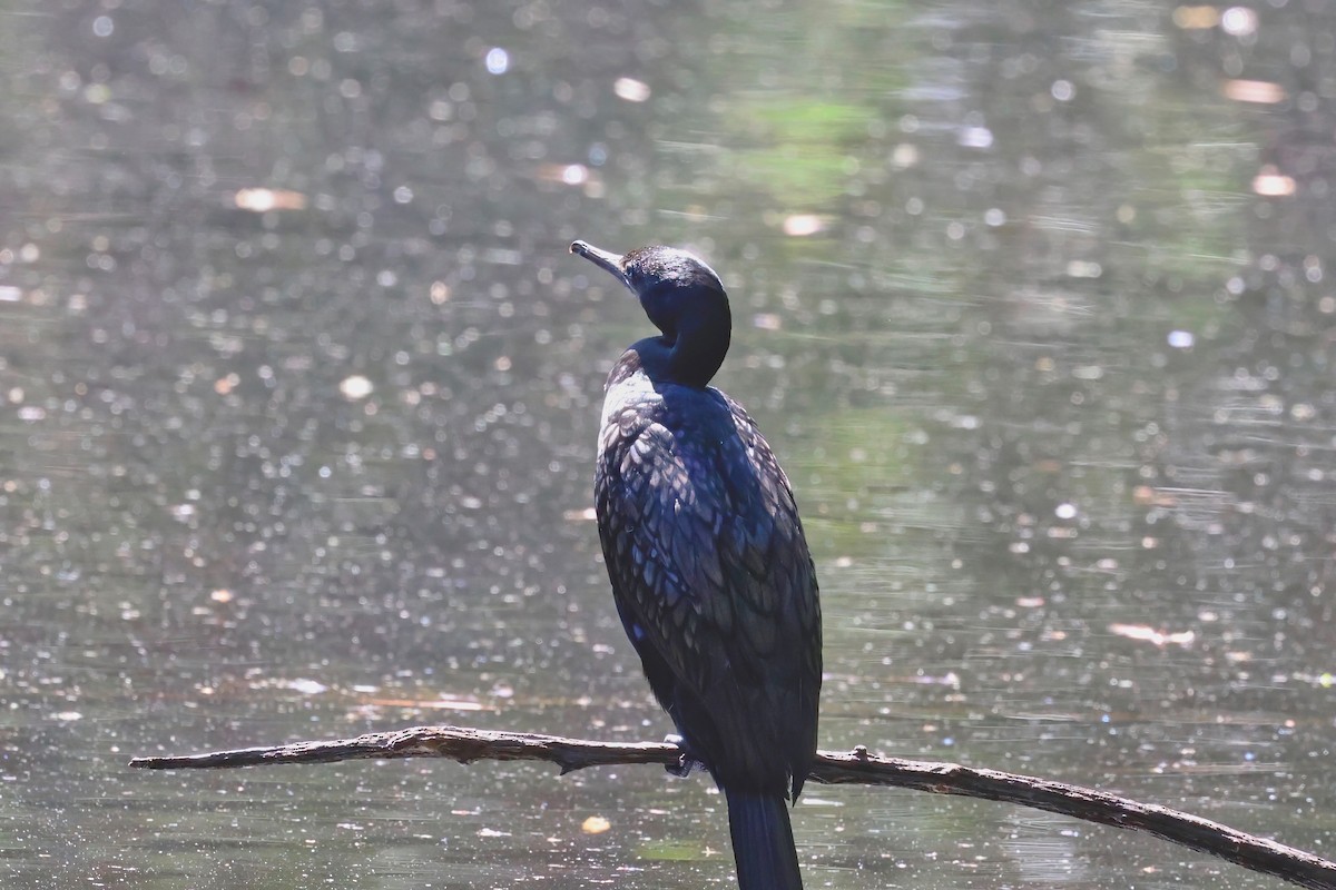 Little Black Cormorant - ML623790404