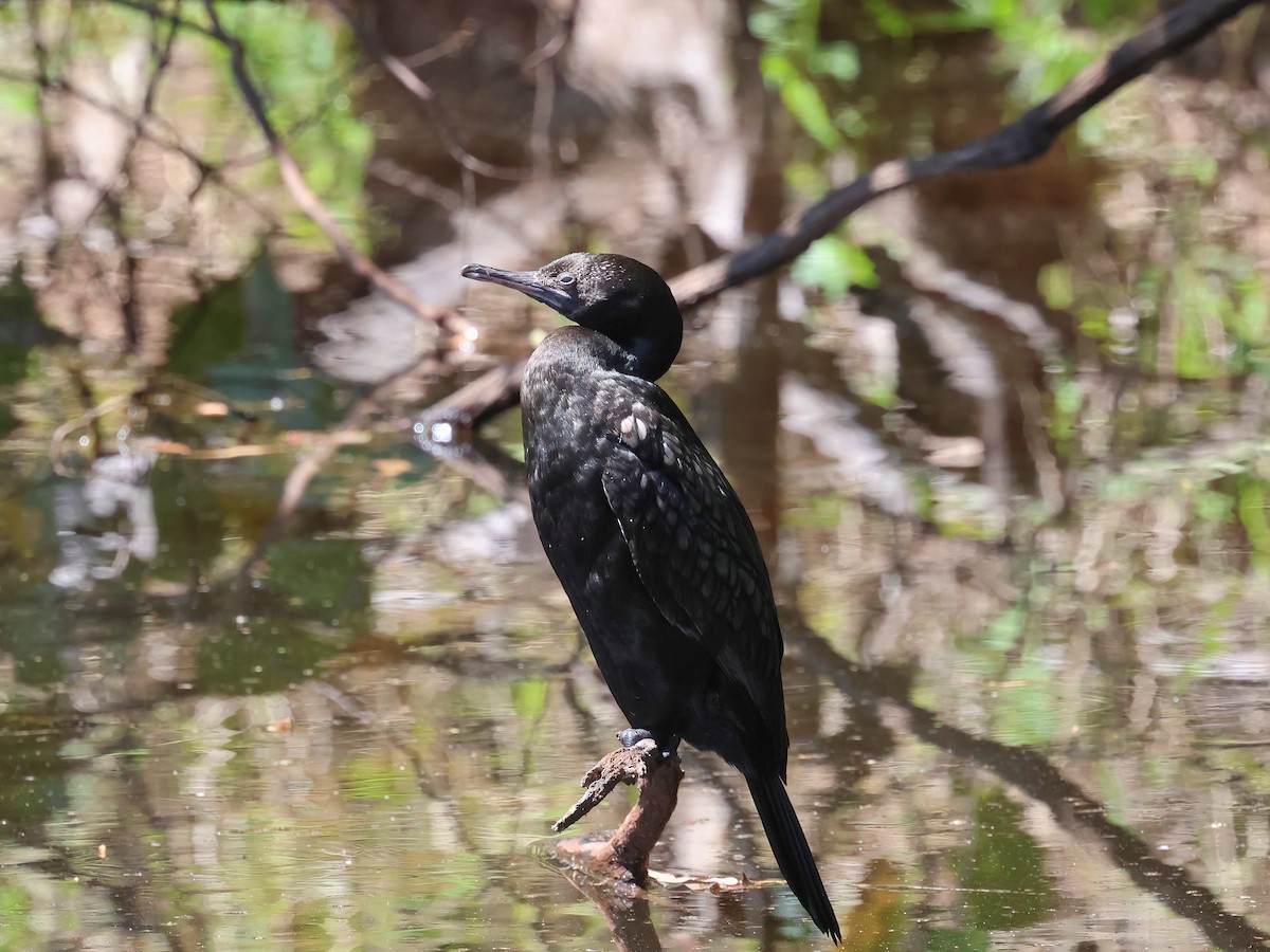 Little Black Cormorant - ML623790405