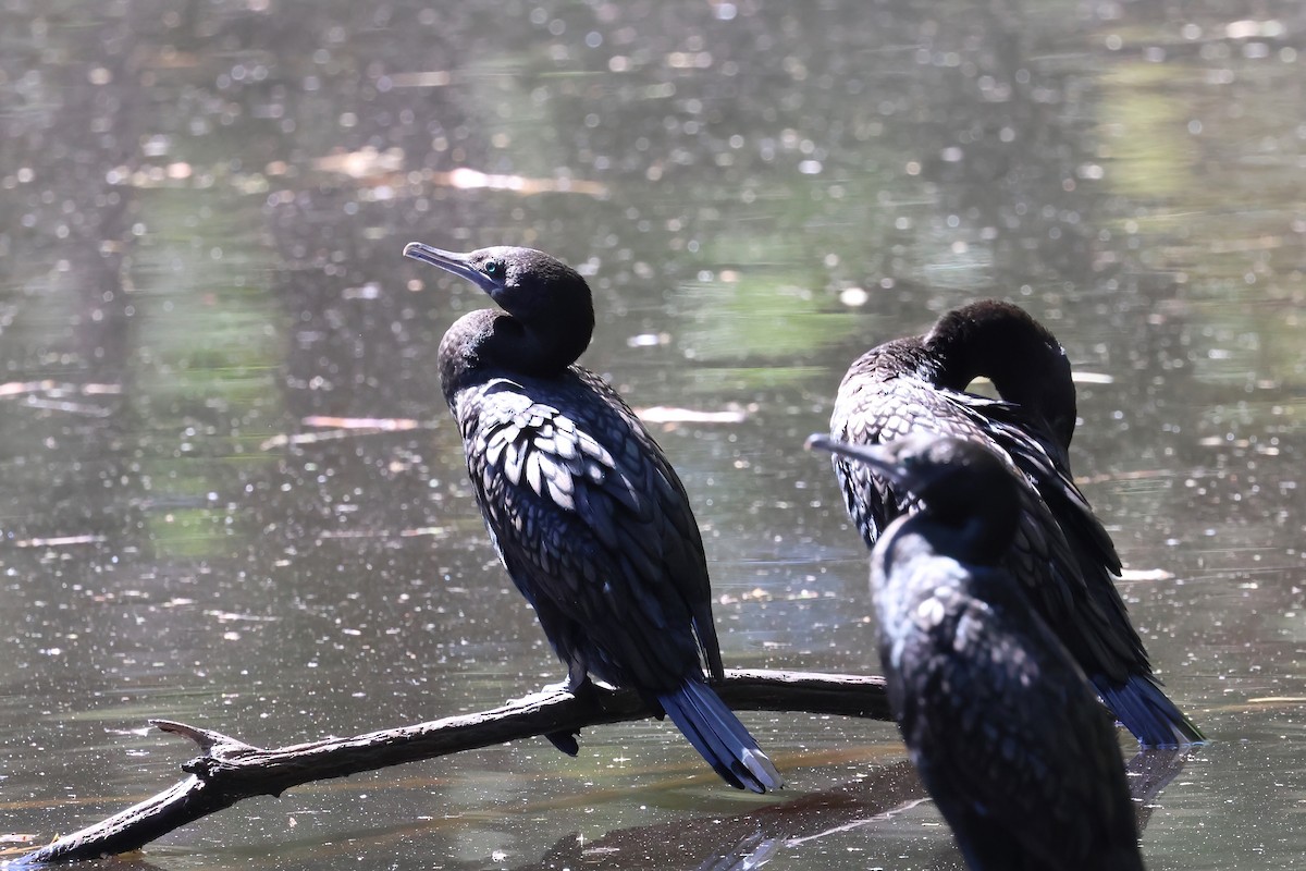 Little Black Cormorant - ML623790406