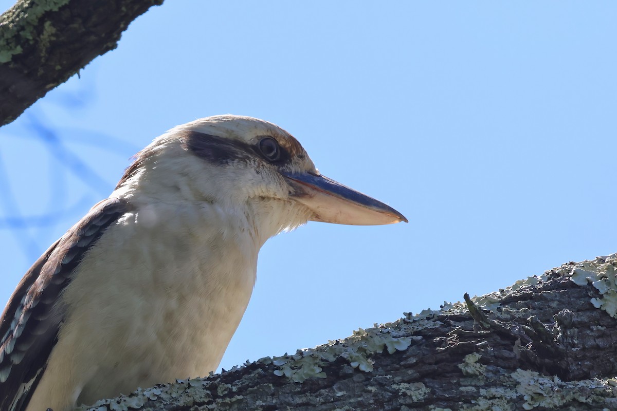 Laughing Kookaburra - Dennis Devers