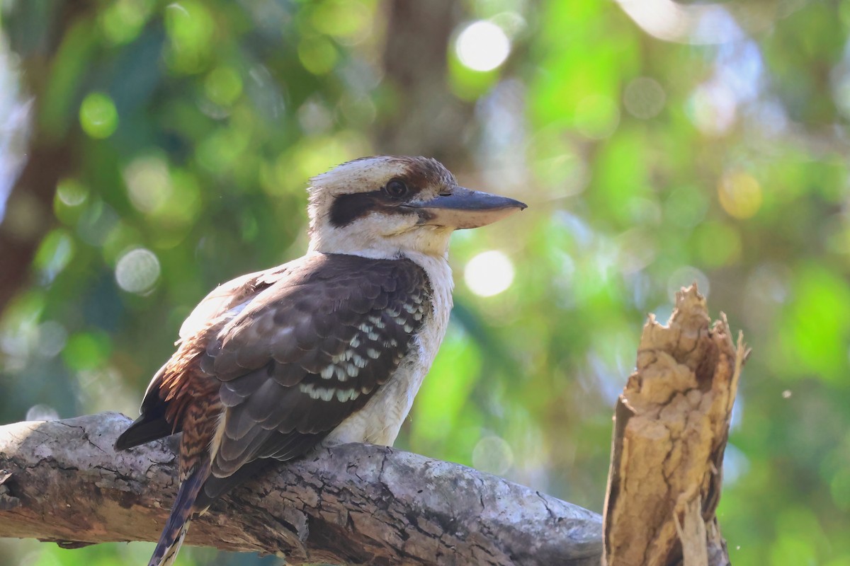 Laughing Kookaburra - ML623790416