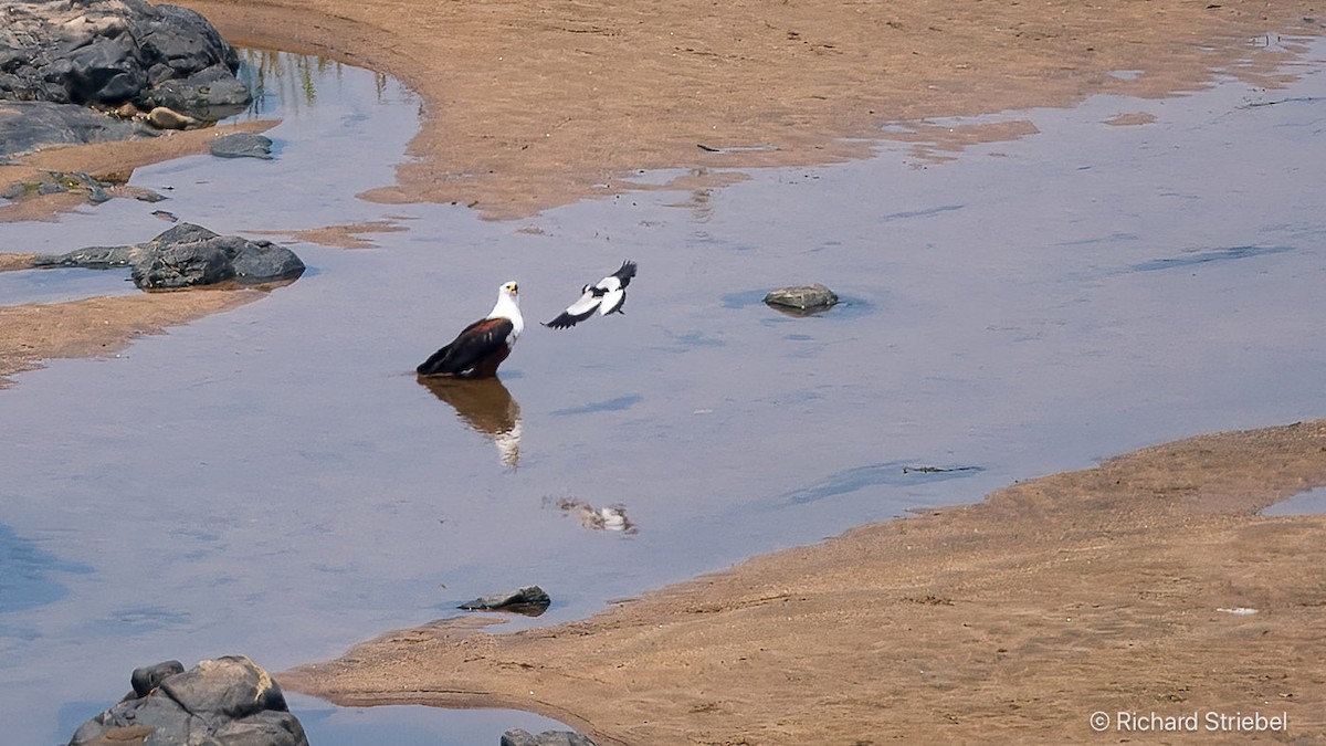 Blacksmith Lapwing - ML623790417