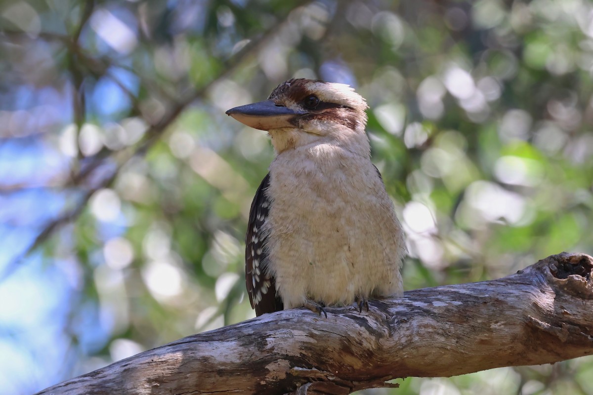 Laughing Kookaburra - ML623790429