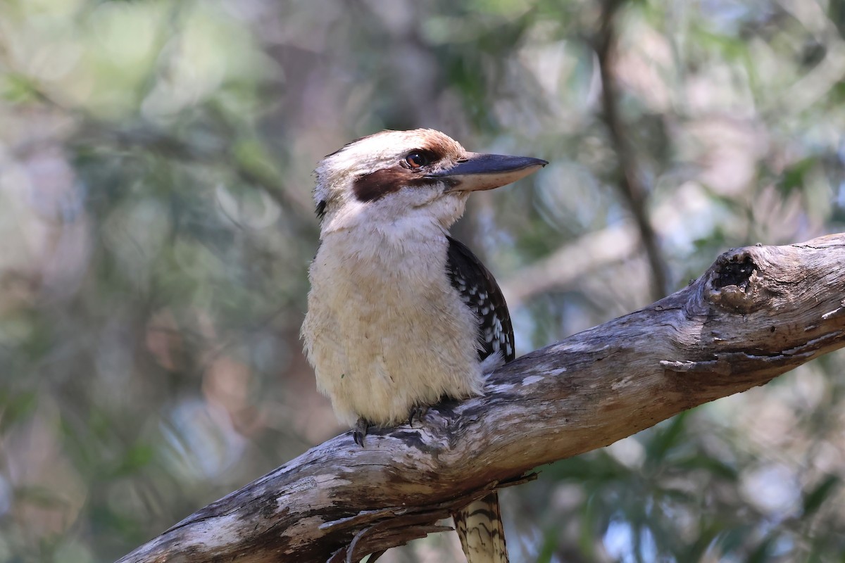 Laughing Kookaburra - ML623790430