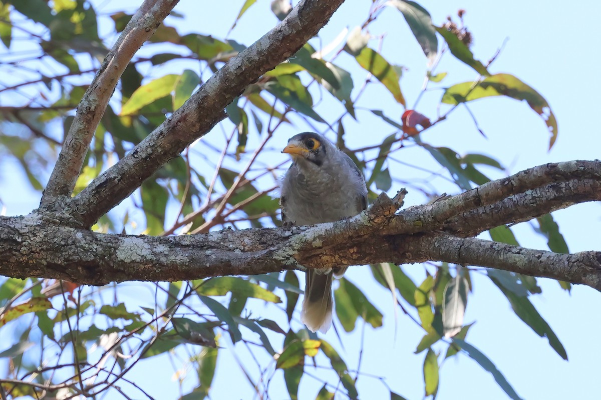 Noisy Miner - ML623790443