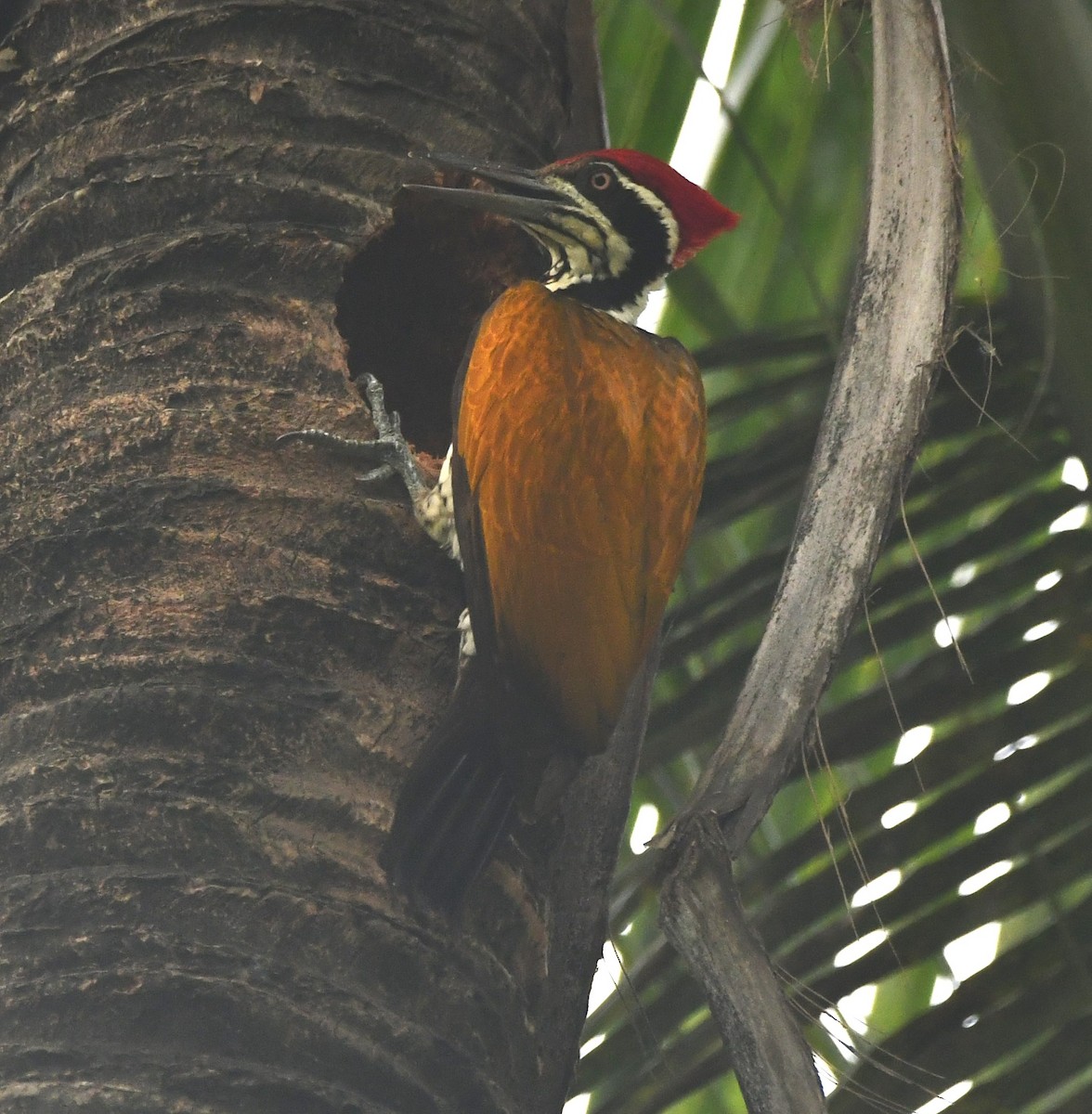 Greater Flameback - Aishwarya Vijayakumar