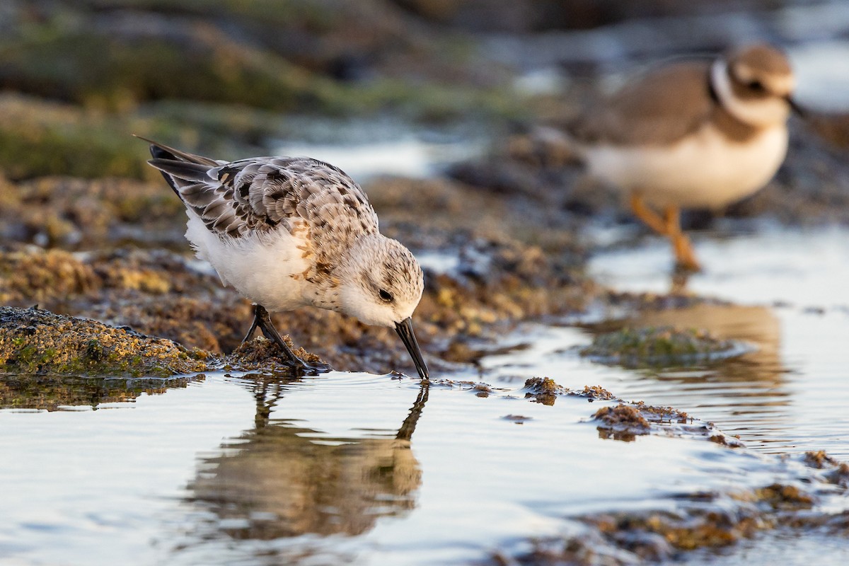 Bécasseau sanderling - ML623790454