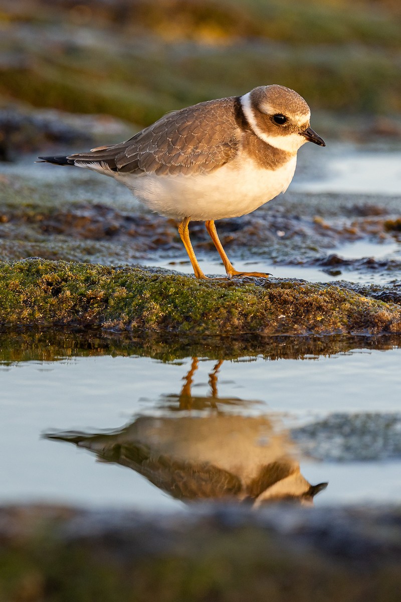 Common Ringed Plover - Francisco Garcia