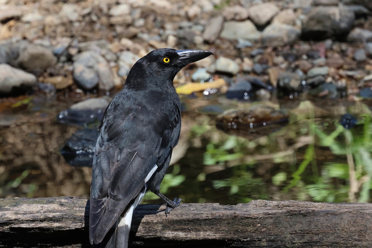 Pied Currawong - ML623790473