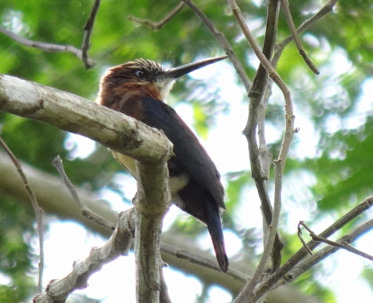 Brown Jacamar - Eduardo Correa