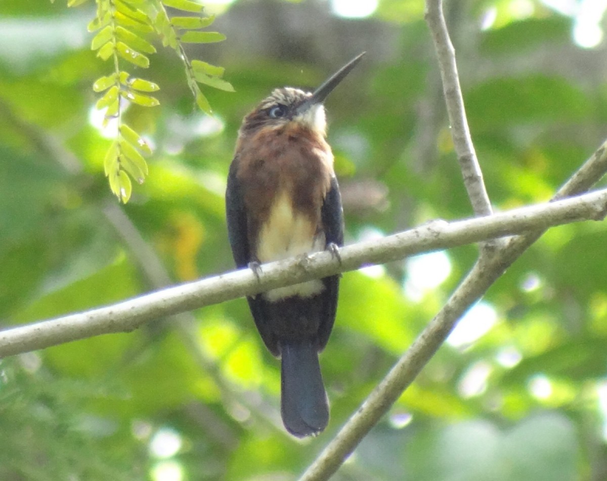 Brown Jacamar - ML623790475