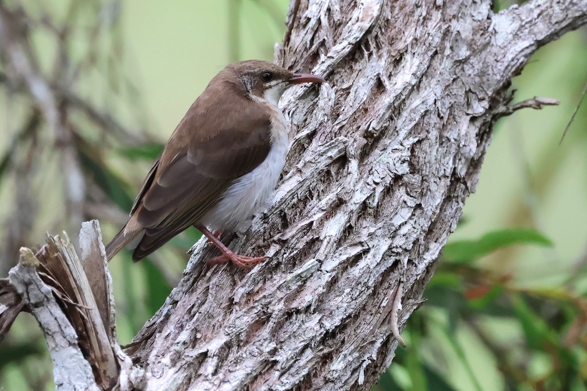 Brown-backed Honeyeater - ML623790489