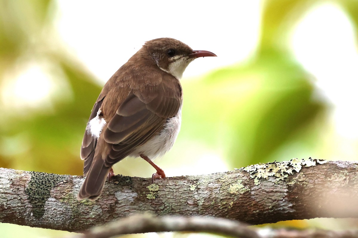 Brown-backed Honeyeater - ML623790490