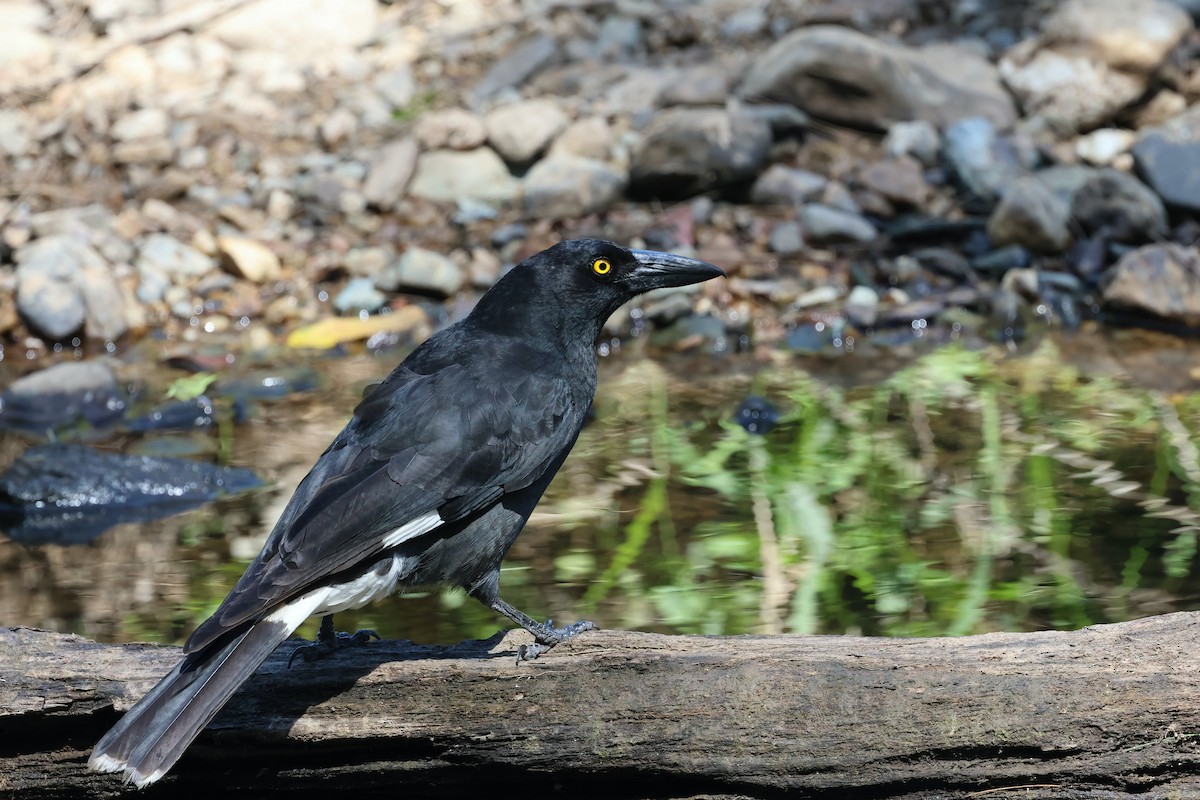 Pied Currawong - ML623790497