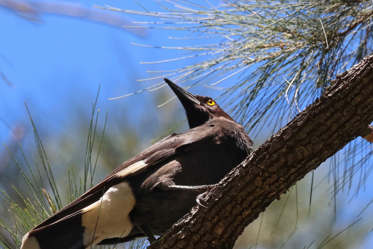 Pied Currawong - ML623790519