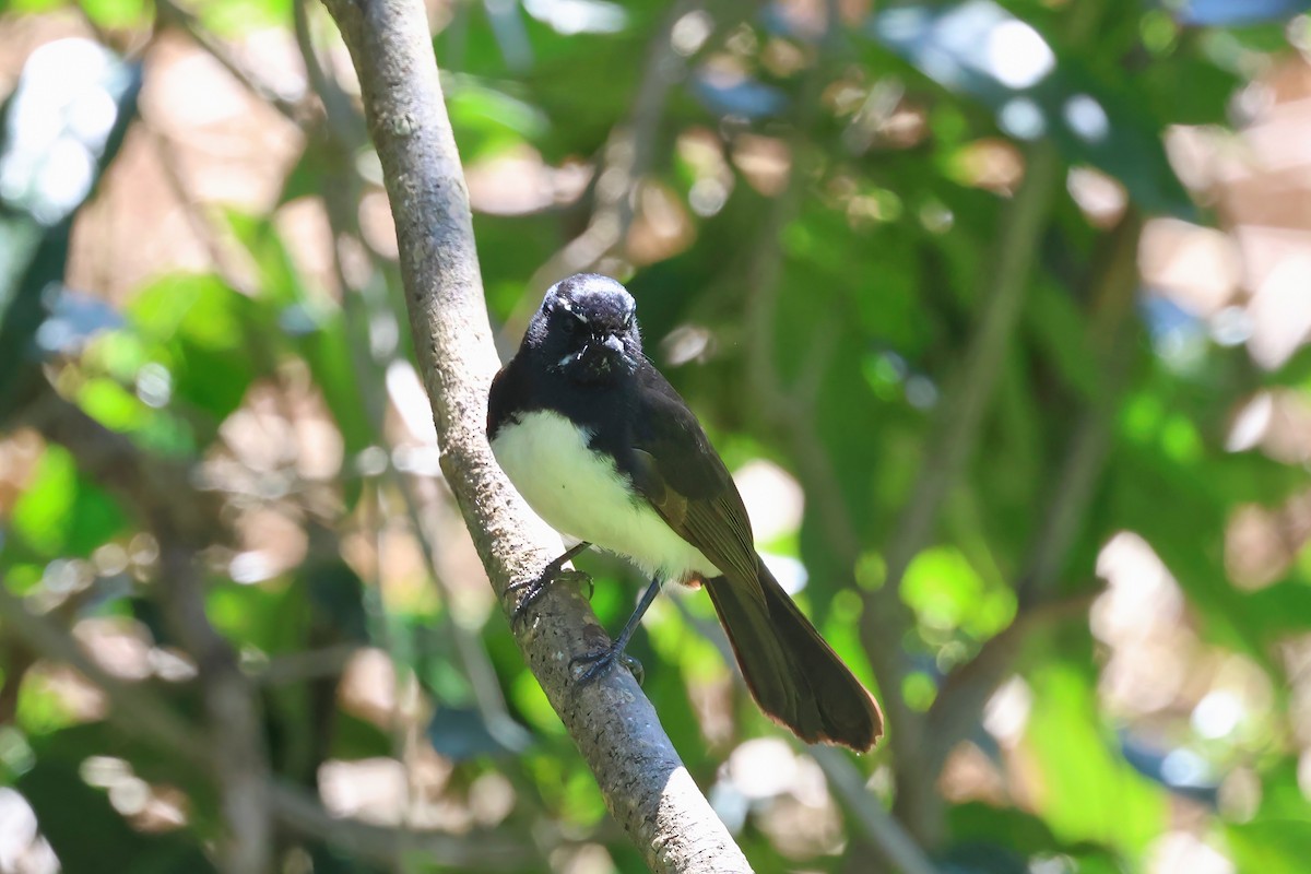 Willie-wagtail - ML623790532