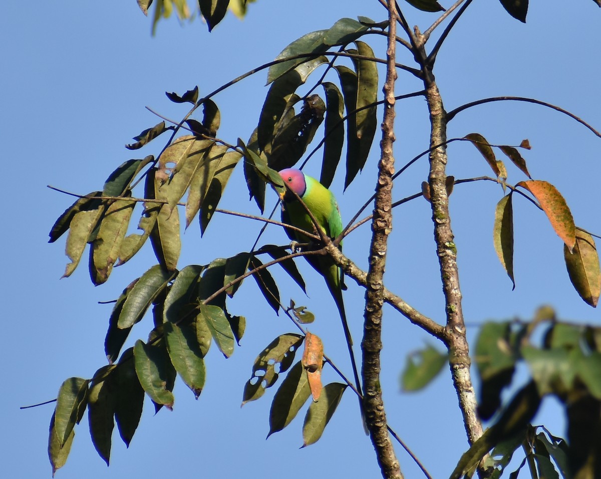 Plum-headed Parakeet - ML623790552