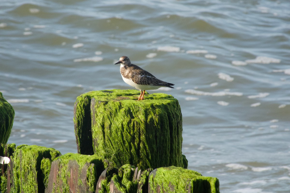 Ruddy Turnstone - - KFR -