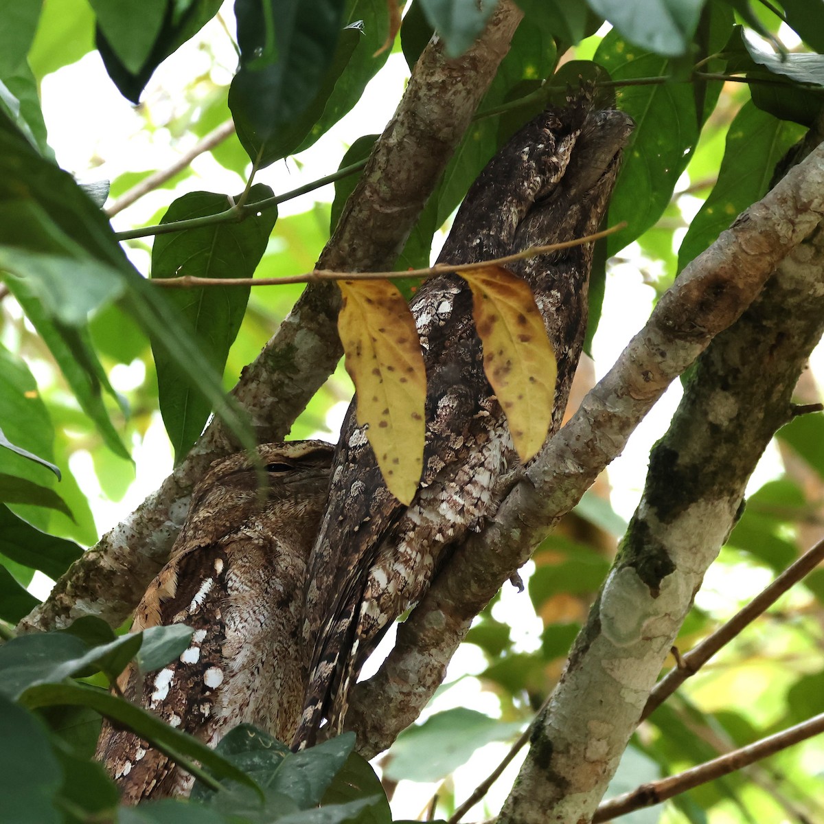 Papuan Frogmouth - Mark and Angela McCaffrey