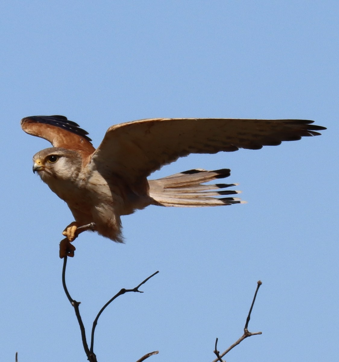 Nankeen Kestrel - ML623790686