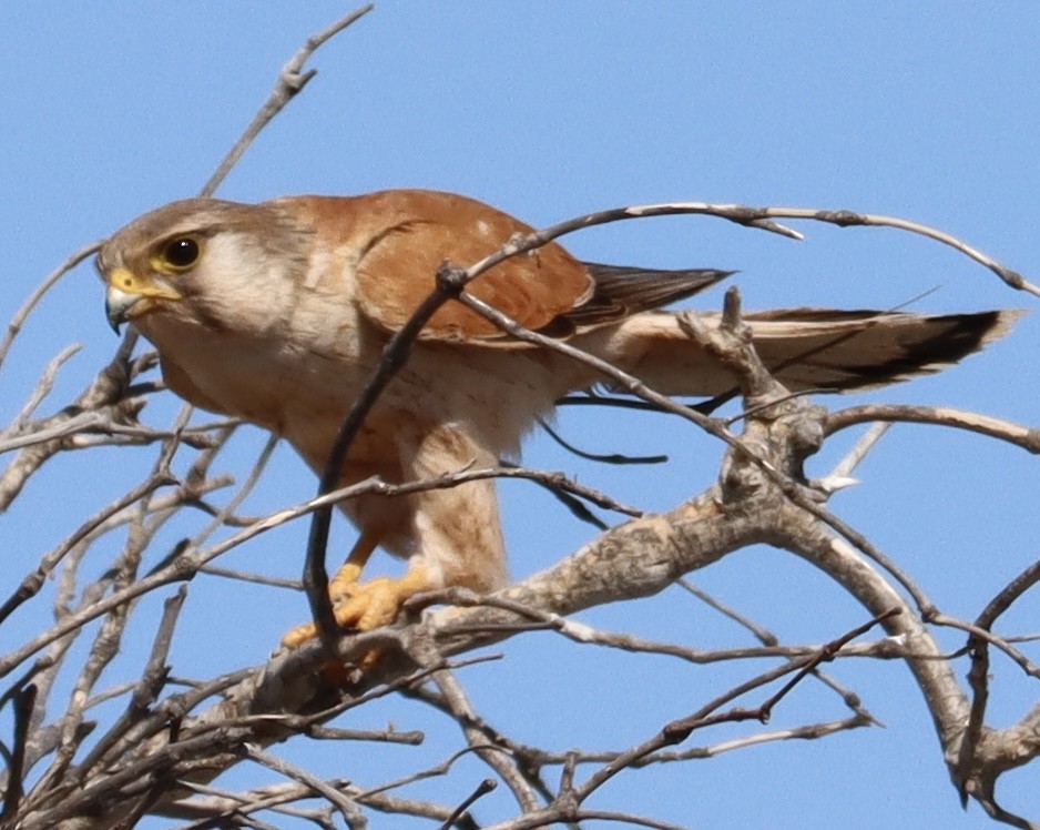 Nankeen Kestrel - ML623790688