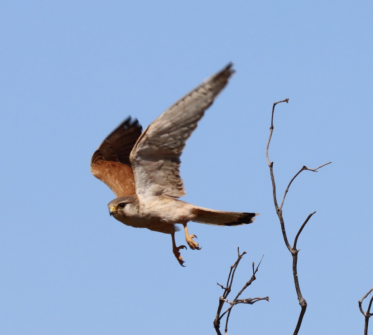 Nankeen Kestrel - ML623790691