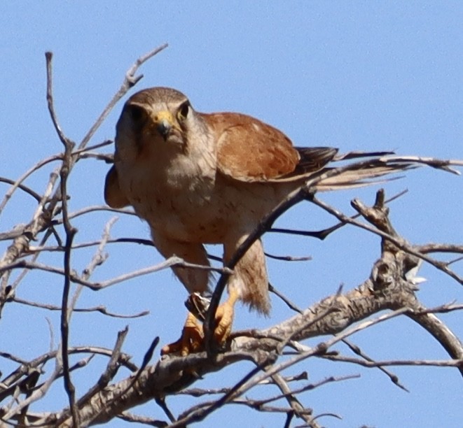 Nankeen Kestrel - ML623790694