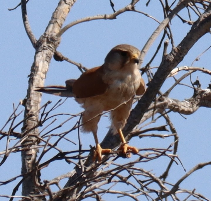 Nankeen Kestrel - Ian Leaver